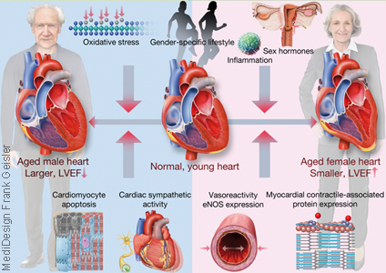 Grafikdesign Poster Kardiologie Herz Herzerkrankung