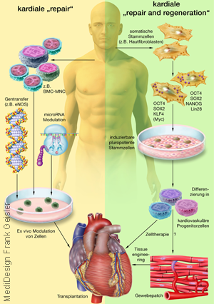 Grafikdesign Poster Stammzellen Stammzellforschung in der Kardiologie
