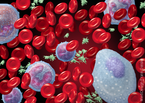 Illustration Knochenmark, Blut Blutzellen Blutkörperchen mit Plasmazelle im Blut