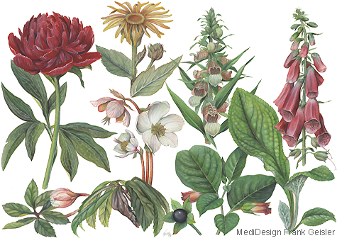 Illustration Zeichnung Pflanzen Heilpflanzen Arzneipflanzen