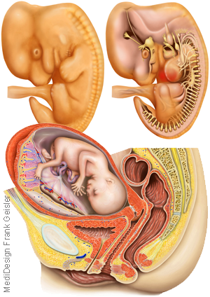 Illustration Zeichnung Anatomie Embryologie und Schwangerschaft