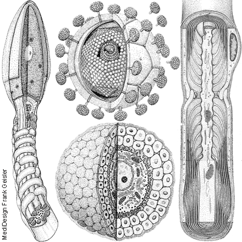 Illustration Zeichnung Anatomie und Histologie von Frank Geisler