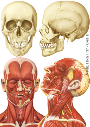 Illustration Zeichnung Anatomie Kopf Schädel Hals Muskeln des Menschen