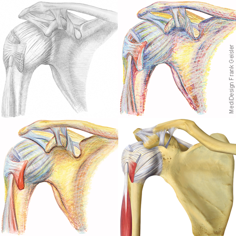Illustration Zeichnung Anatomie Schulter Schultergelenk von Frank Geisler