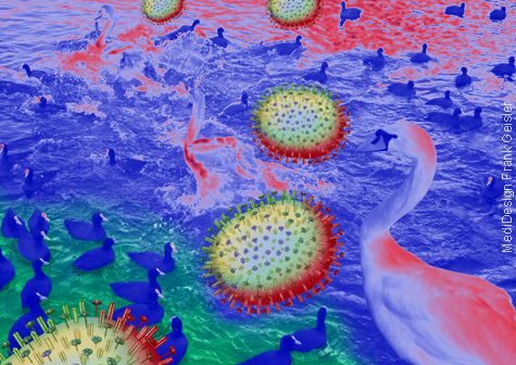 Medical Art Bild H5N1-Virus Vogelgrippe