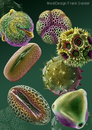 Medical Art Pollen, Pflanzenpollen Auslöser Allergie Pollenallergie