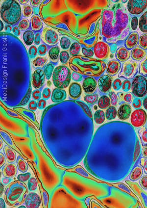 Medical Art Bild Zytologie Blutzellen im Knochenmark