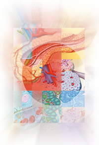 Medical Art Bild Pankreas Diabetes