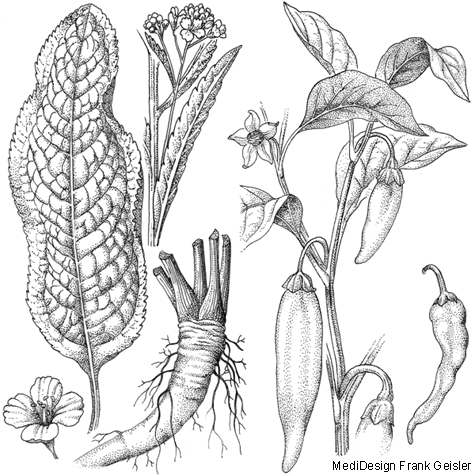 Zeichnungen, Strichzeichnungen Biologie Pflanzen Kräuter und Gewürzpflanzen