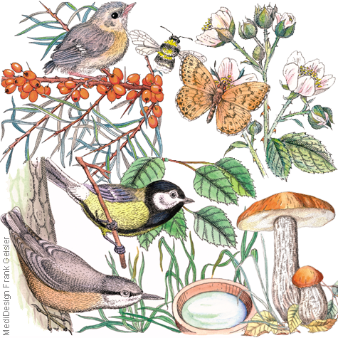 Zeichnungen Illustrationen für Kinderbuch, Fauna und Flora